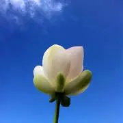 Aswadの画像