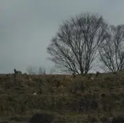 kokooの画像
