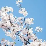 youkazuの画像
