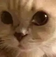 リリの画像