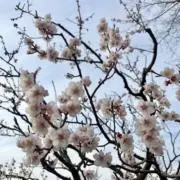 nanakoの画像