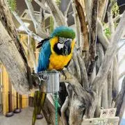 Hilo