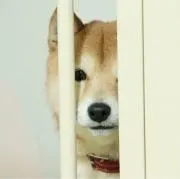 ころんの画像