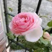 Allieの画像