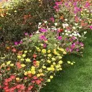 花の画像