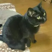 MYU-U