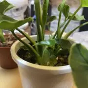 mtkの画像