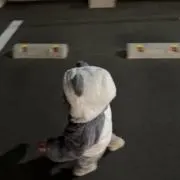 ももの画像