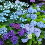 ちゃたろう