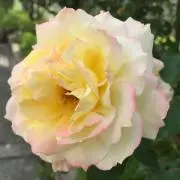 ほほえみ