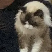 まなの画像