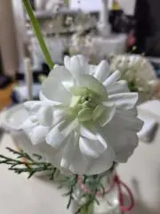 さんご［まとめ買いでお値引き！］の画像