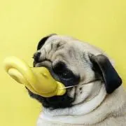 アビーの画像