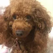 セラ