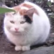 ねこかりんの画像