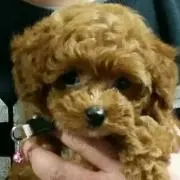 ヨシ
