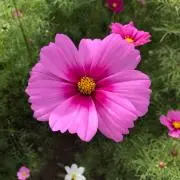 ゆうゆうさんの画像