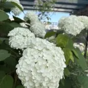 KEIの画像
