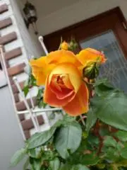 なおこの画像