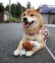 こごろうの画像
