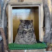 オガッチの画像