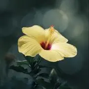 レモンの画像