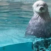 まっこの画像