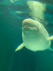 もんちの画像