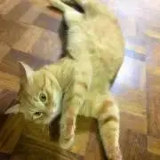 りょうちん　常識内での値引き交渉可の画像