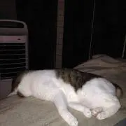 レバの画像