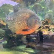 ●とらのすけショップ●の画像