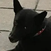 こっぴぃの画像
