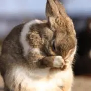 うさぎ