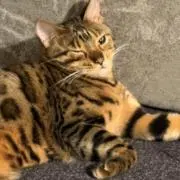 青のりの画像