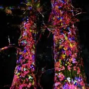 umeの画像