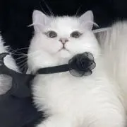 しのの画像