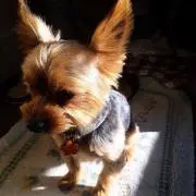 犬