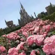 ribonの画像