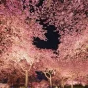 アルティーの画像
