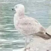 カモメの画像