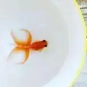 パンダ金魚の画像