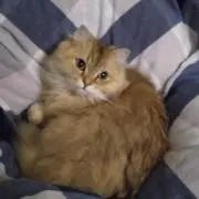 ぶみ