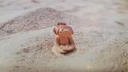 パラソル