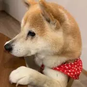 Merryちゃんの画像