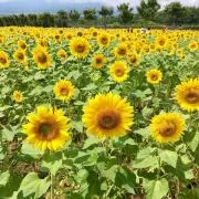 みーどんの画像