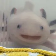 Lienの画像