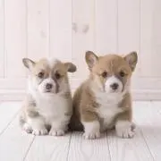 ひろの画像