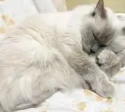 CHESHIRE CATの画像