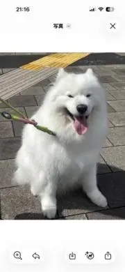 RajonPRondoの画像