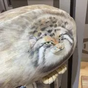 ルンバの画像